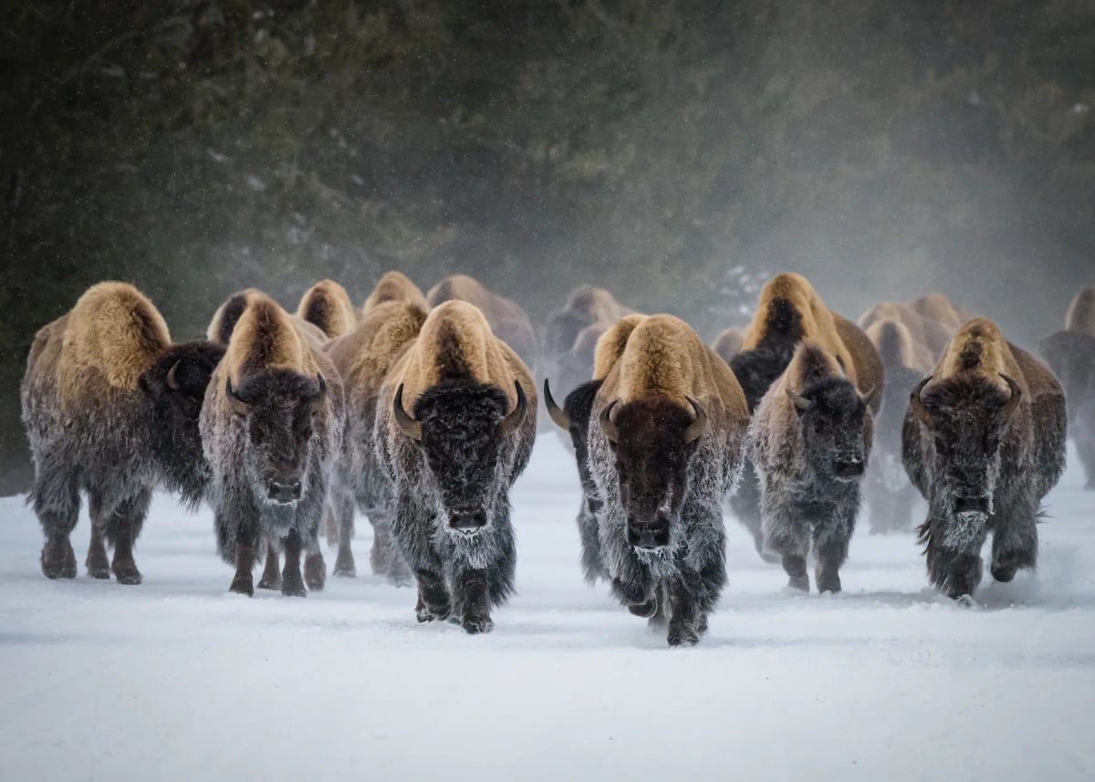 Bisonte americano en la naturaleza