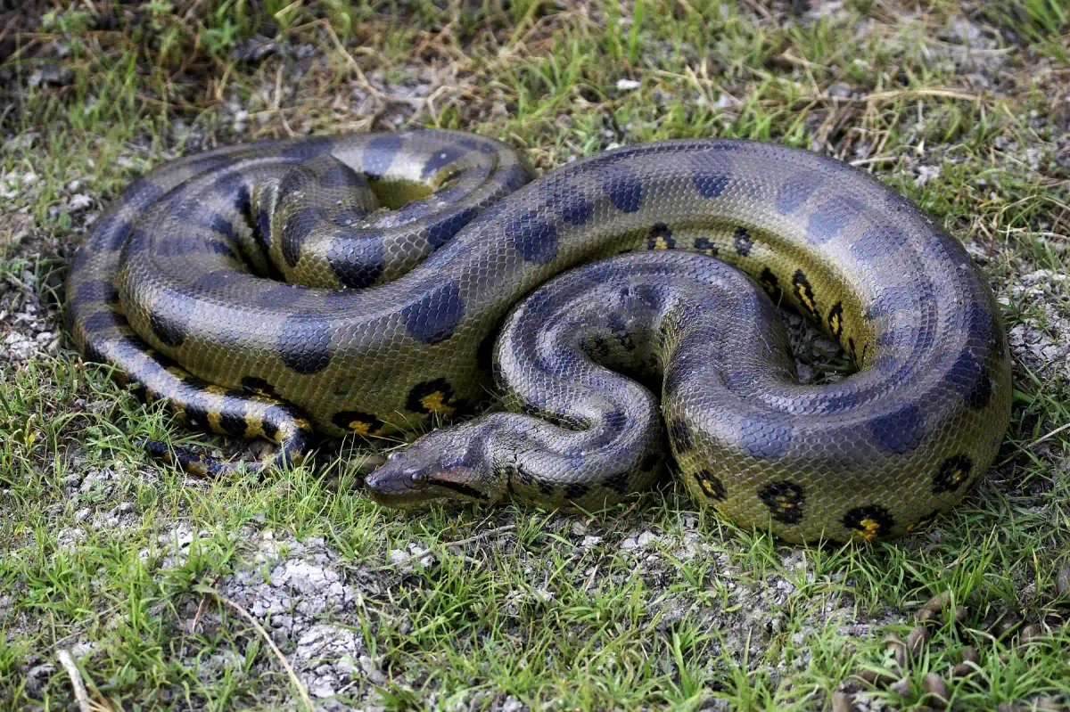 Anaconda