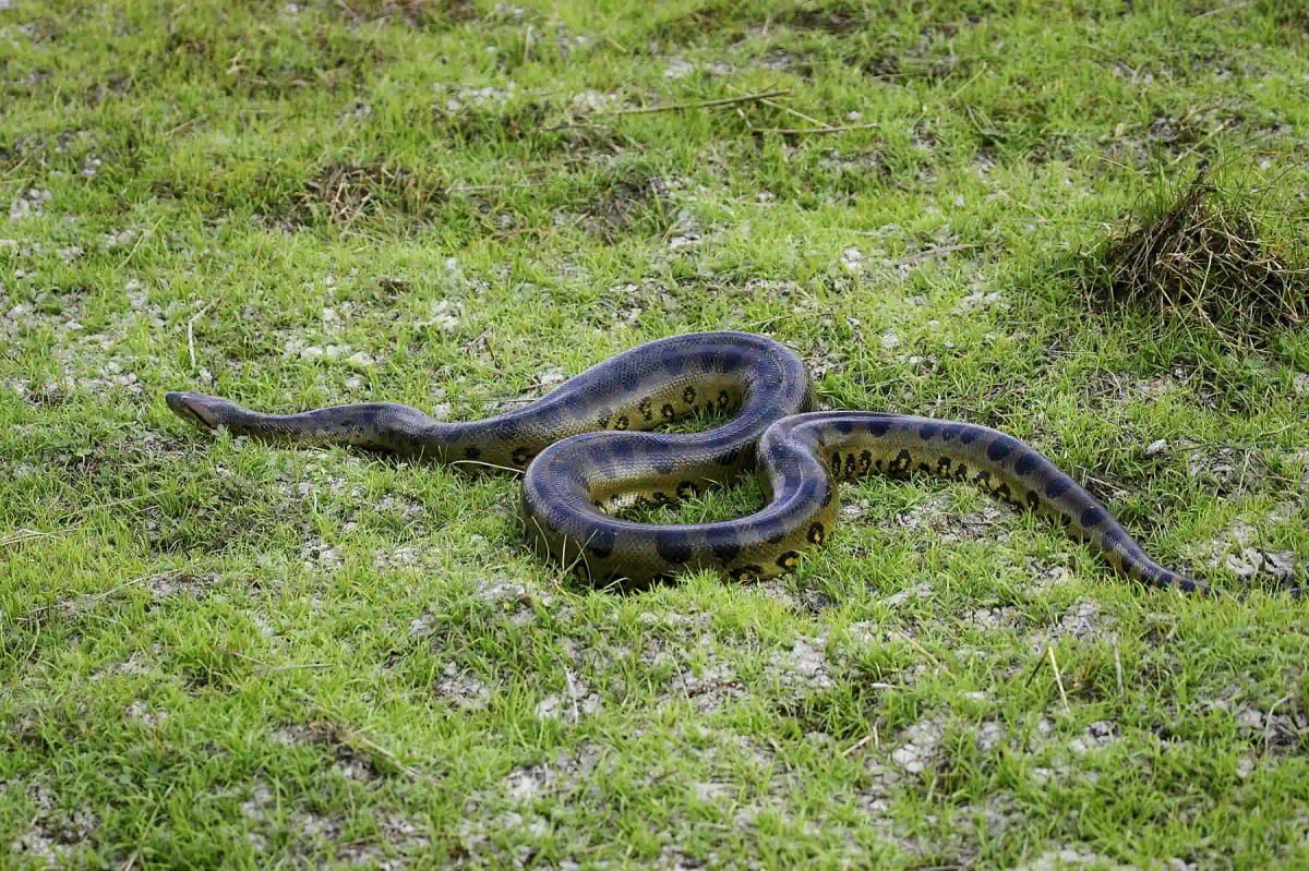 Photo by slowmotiongli on iStock Anaconda en la naturaleza