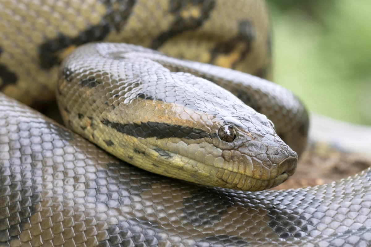 Anaconda en la naturaleza