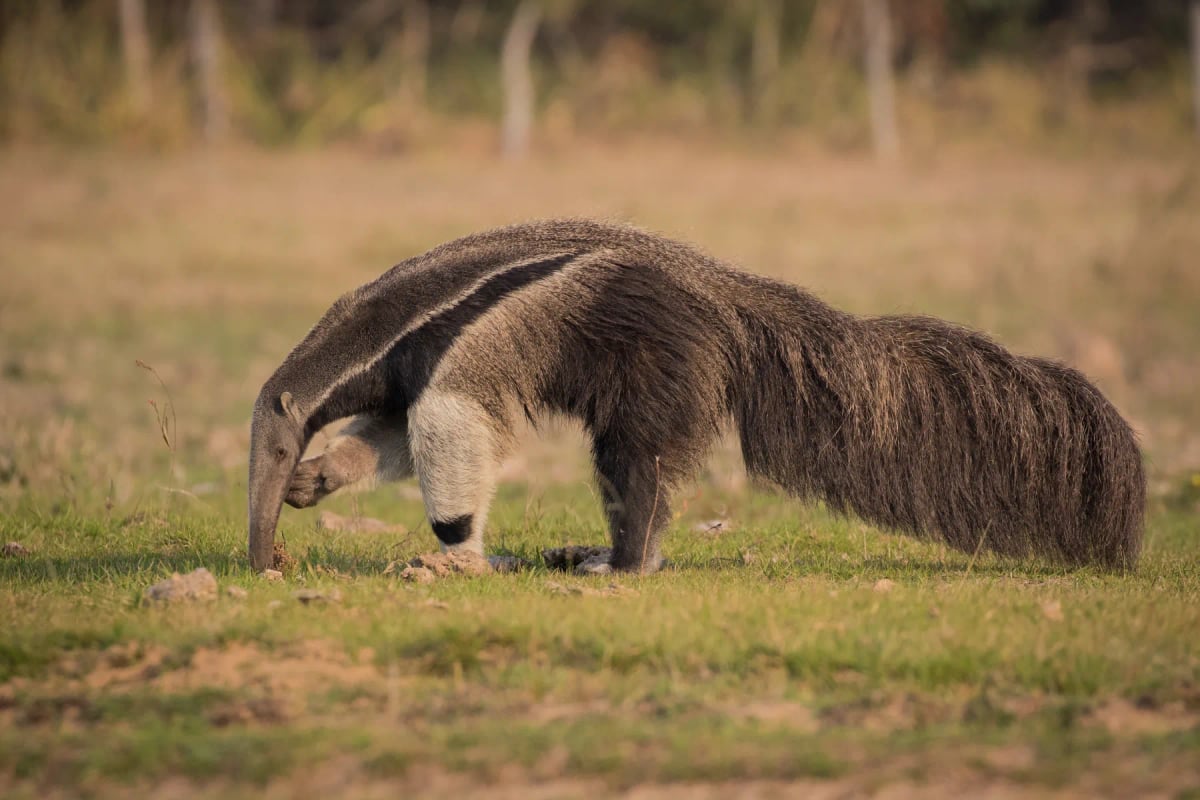 Photo by Pedro Ferreira do Amaral on iStock Oso hormiguero en la naturaleza