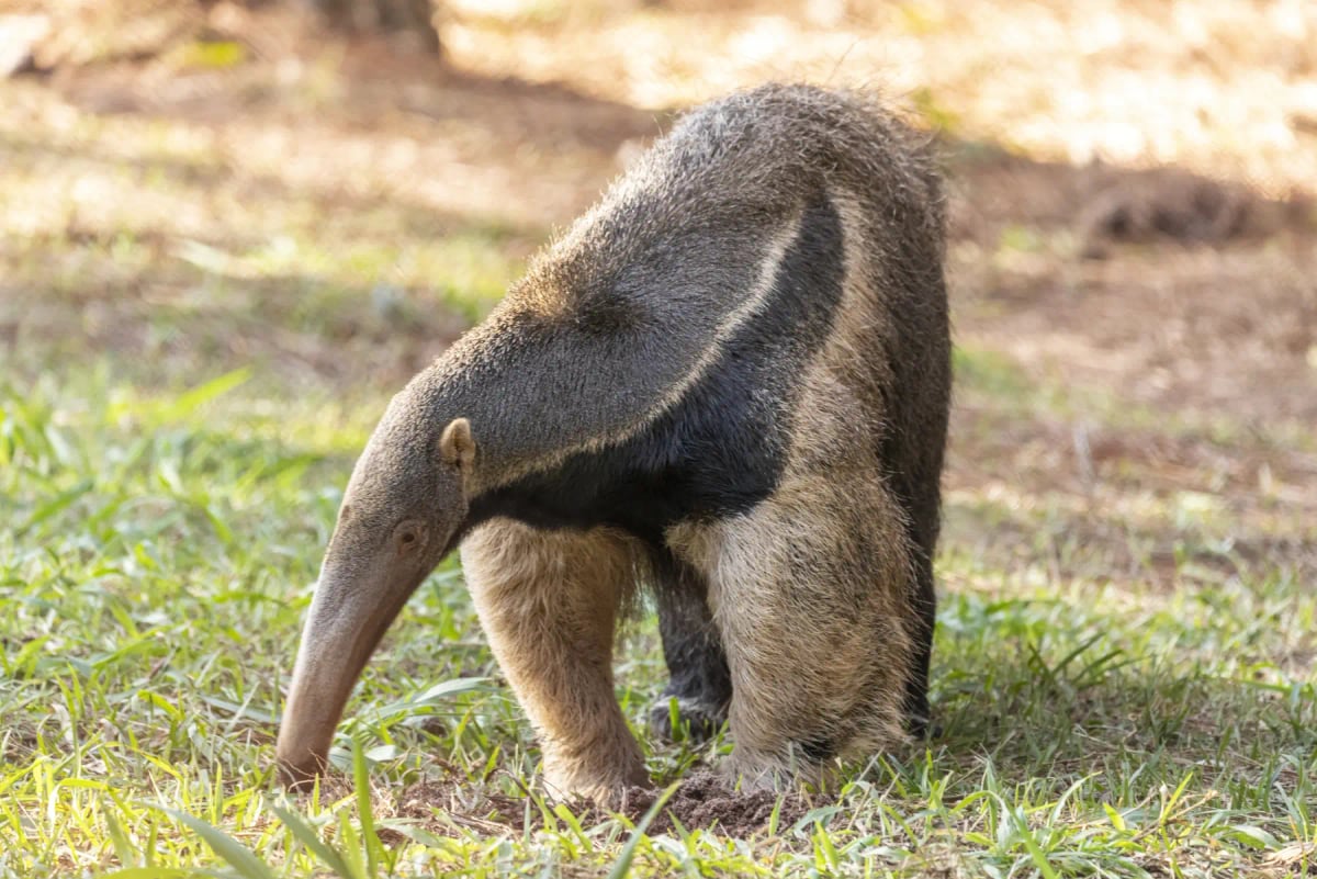 Oso hormiguero en la naturaleza
