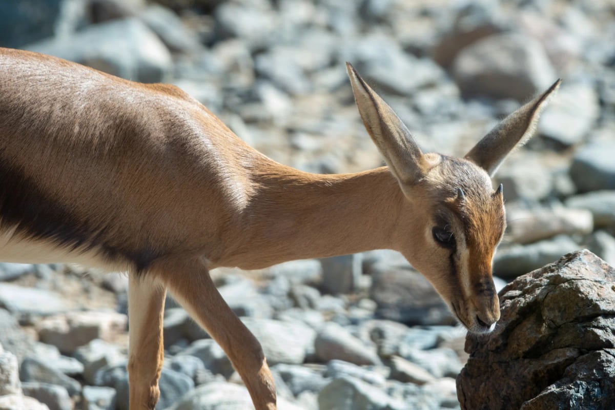 Photo by Jeff Kingma on iStock Arabian Gazelle in the wild