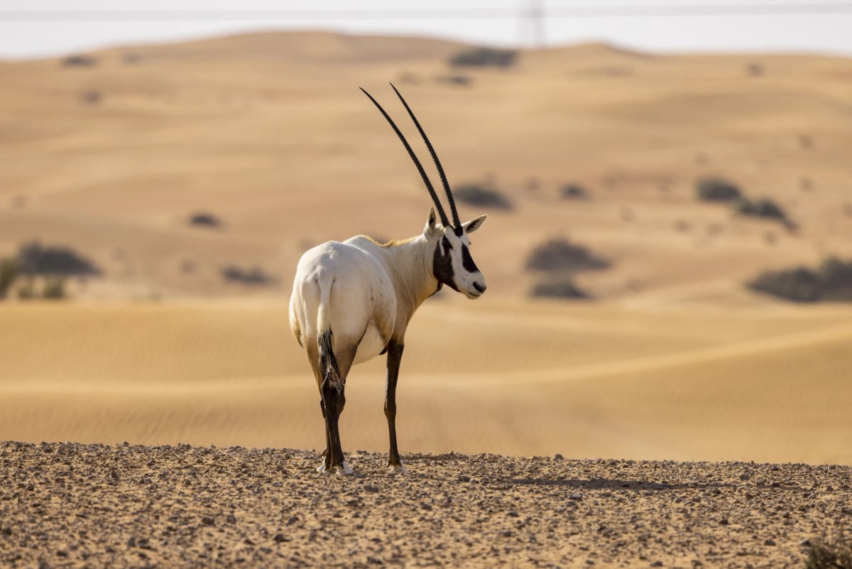 Photo by Matthew Starling on iStock Oryx Arábigo en la naturaleza