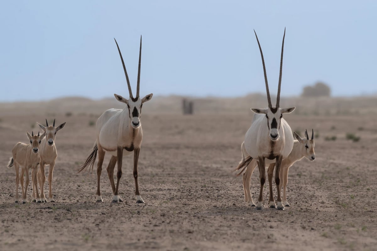 Oryx Arábigo en la naturaleza