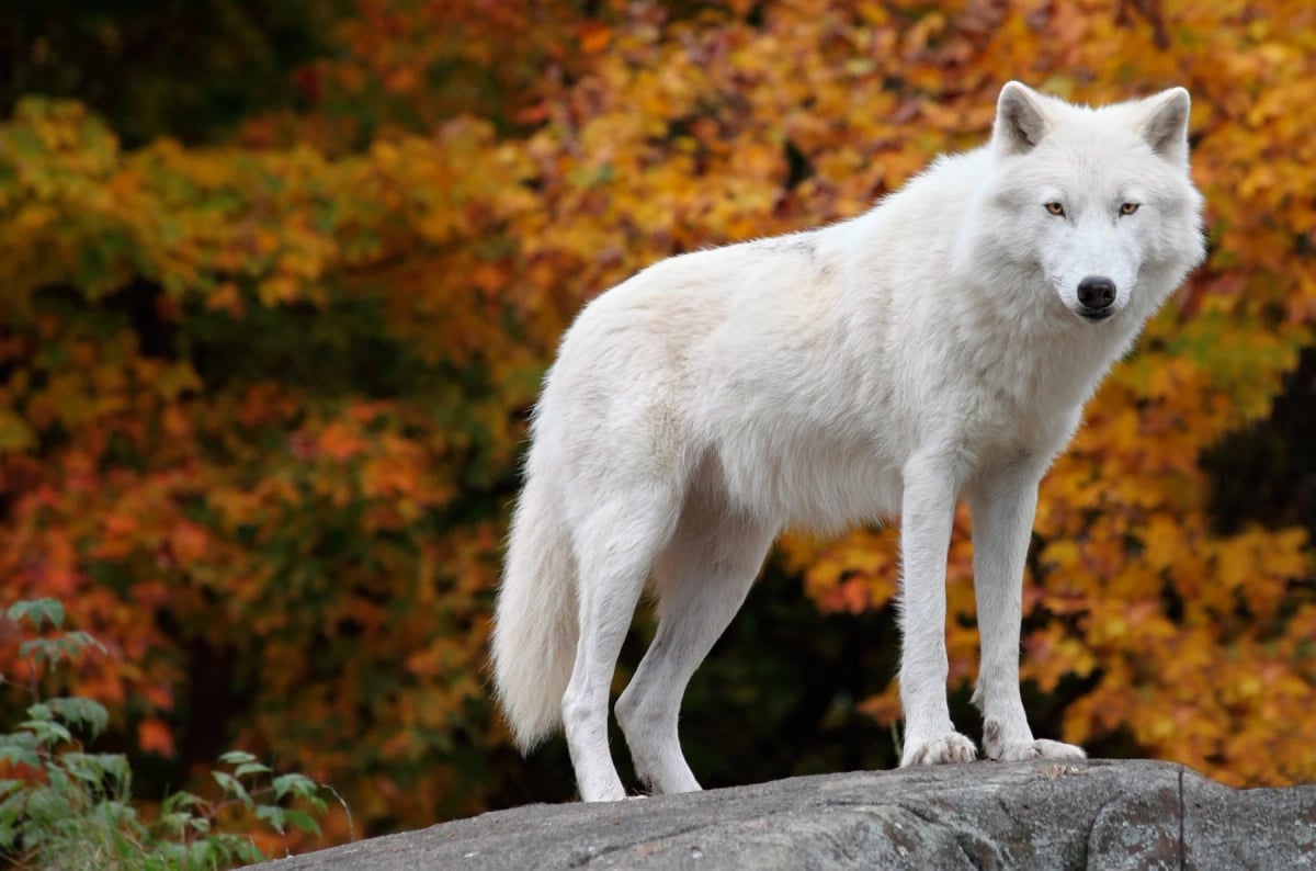 Lobo Ártico en la naturaleza