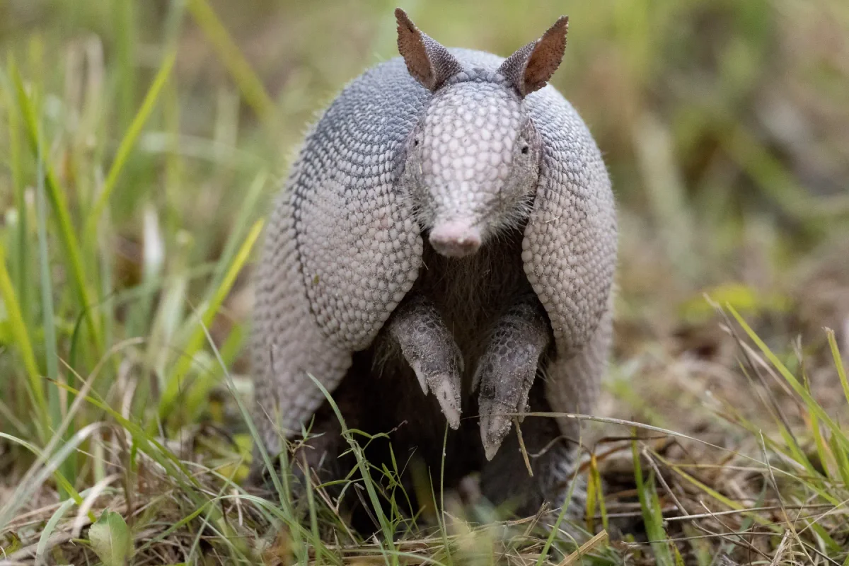 Armadillo