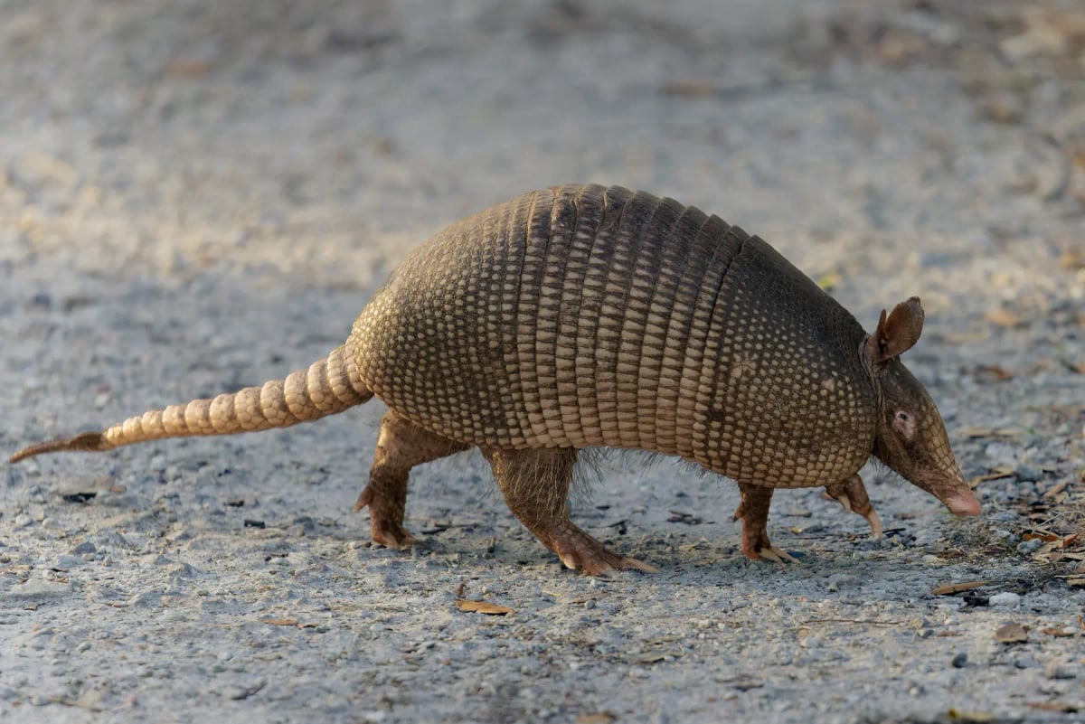 Photo by Pamela Werrell on iStock Armadillo en la naturaleza