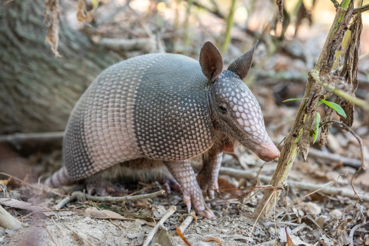 Armadillo en la naturaleza