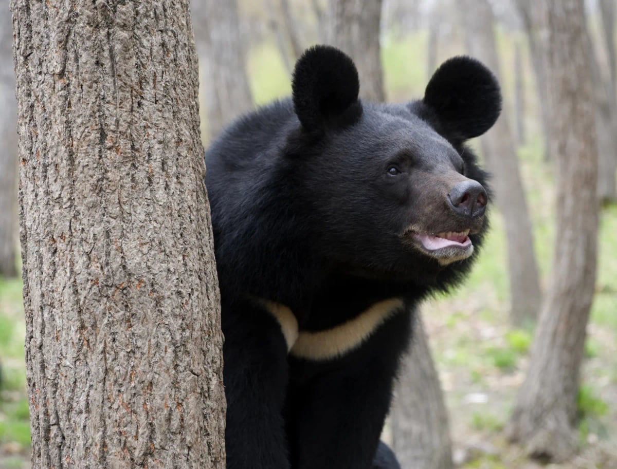 Photo by ghrushev on iStock Oso Negro Asiático en la naturaleza
