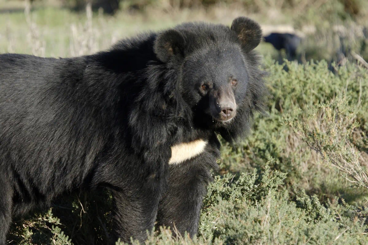 Oso Negro Asiático en la naturaleza