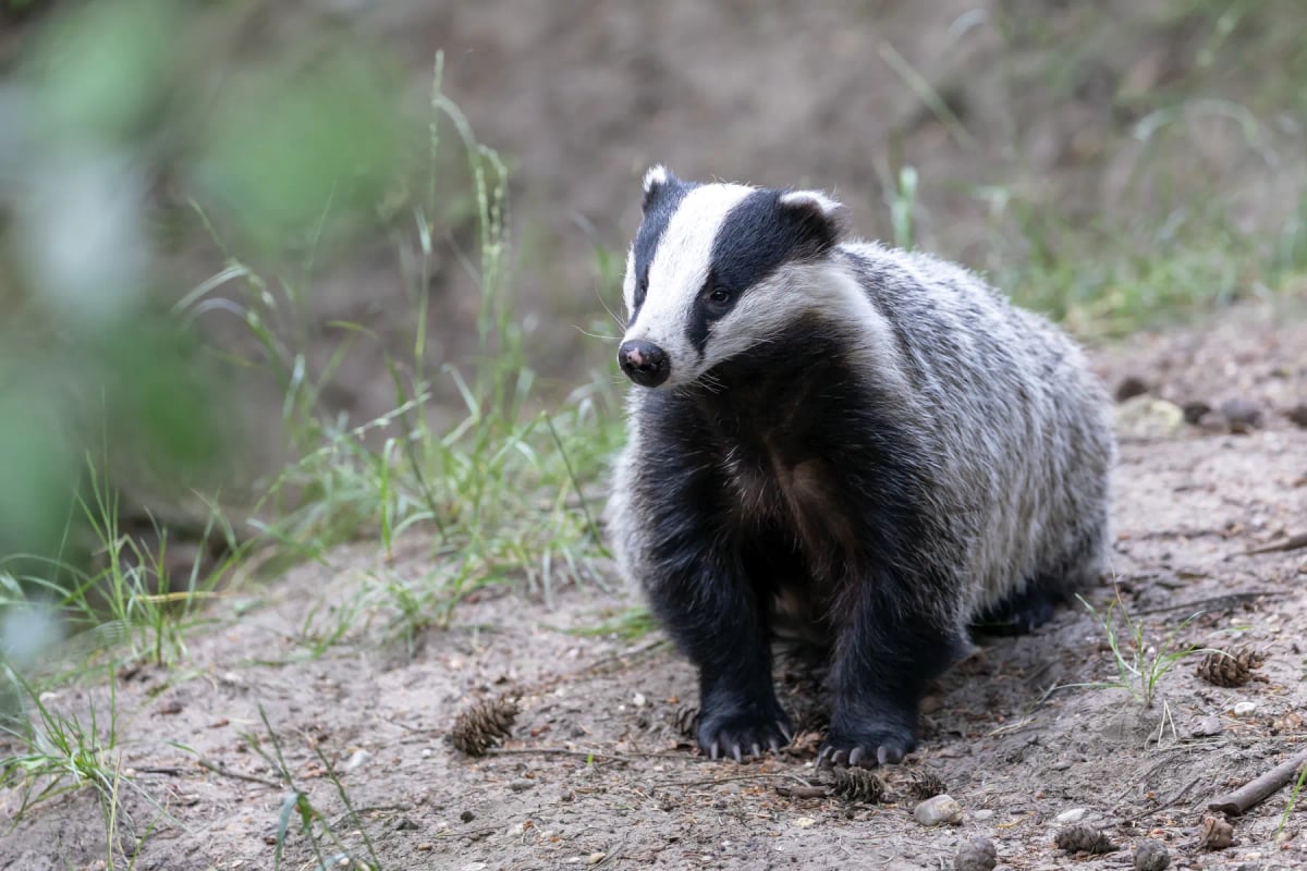 Photo by Edwin_Butter on iStock Badger in the wild