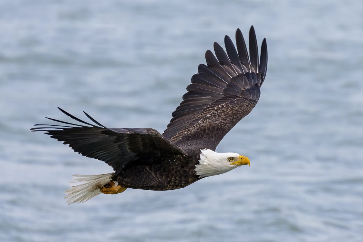 Águila calva en la naturaleza