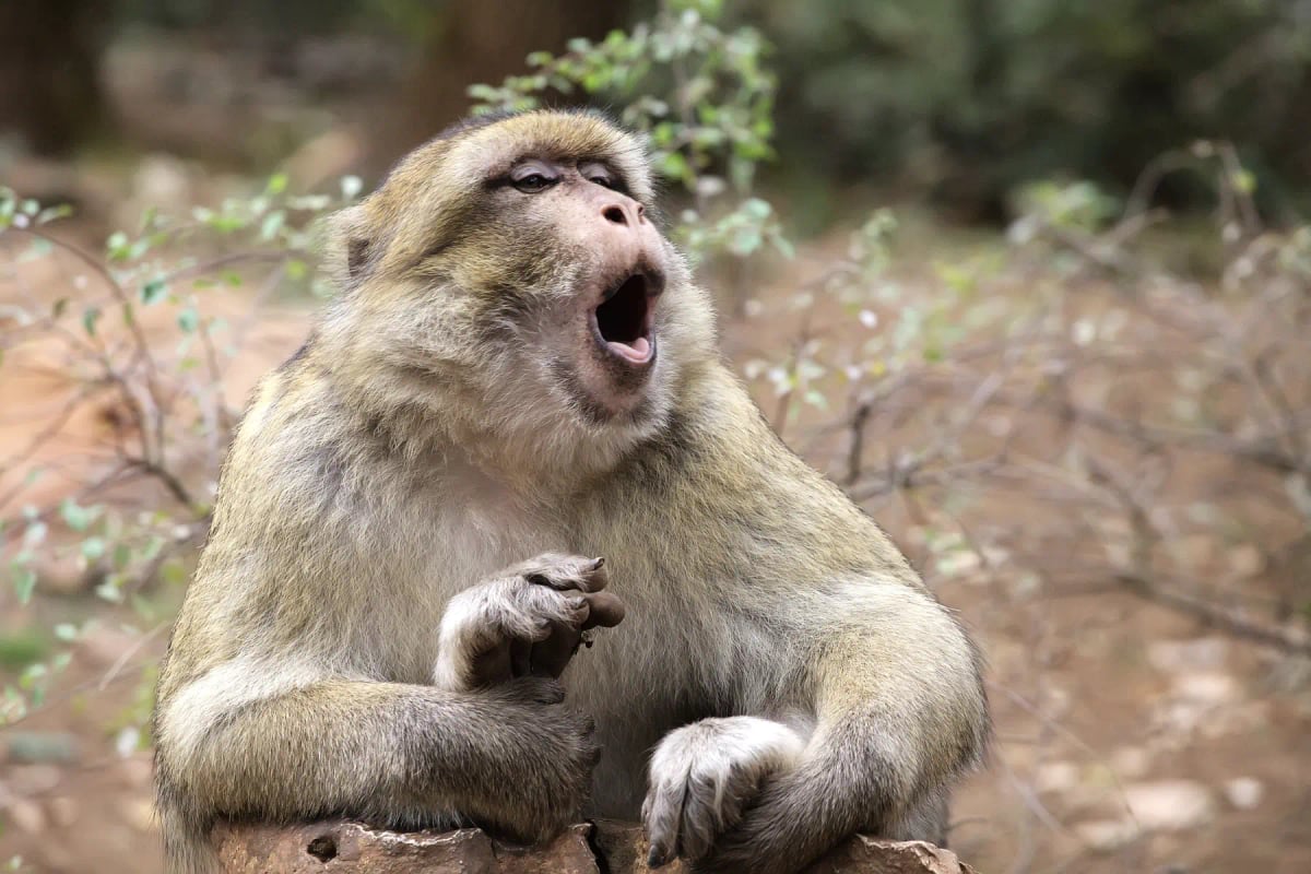 Photo by Gooddenka on iStock Macaco de Berbería en la naturaleza