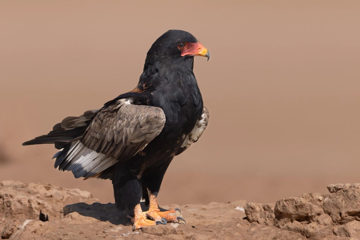 Bateleur