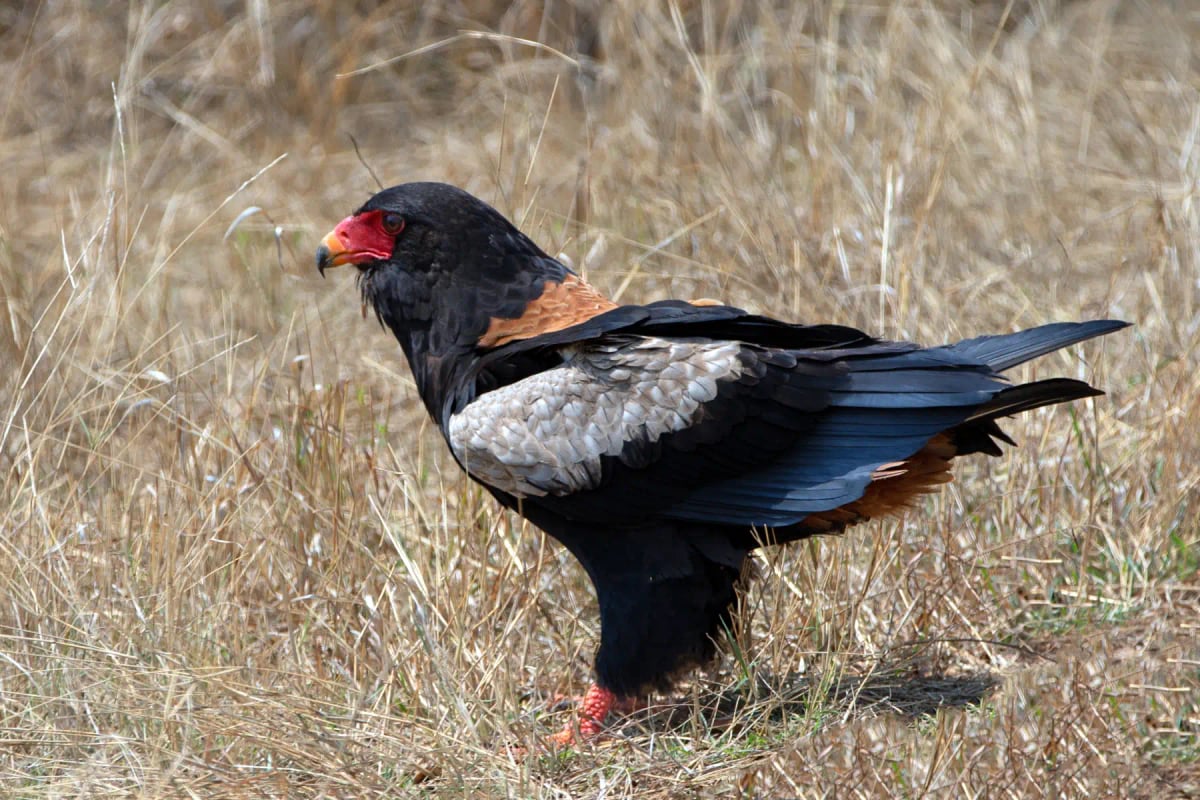 Photo by htrnr on iStock Bateleur en la naturaleza