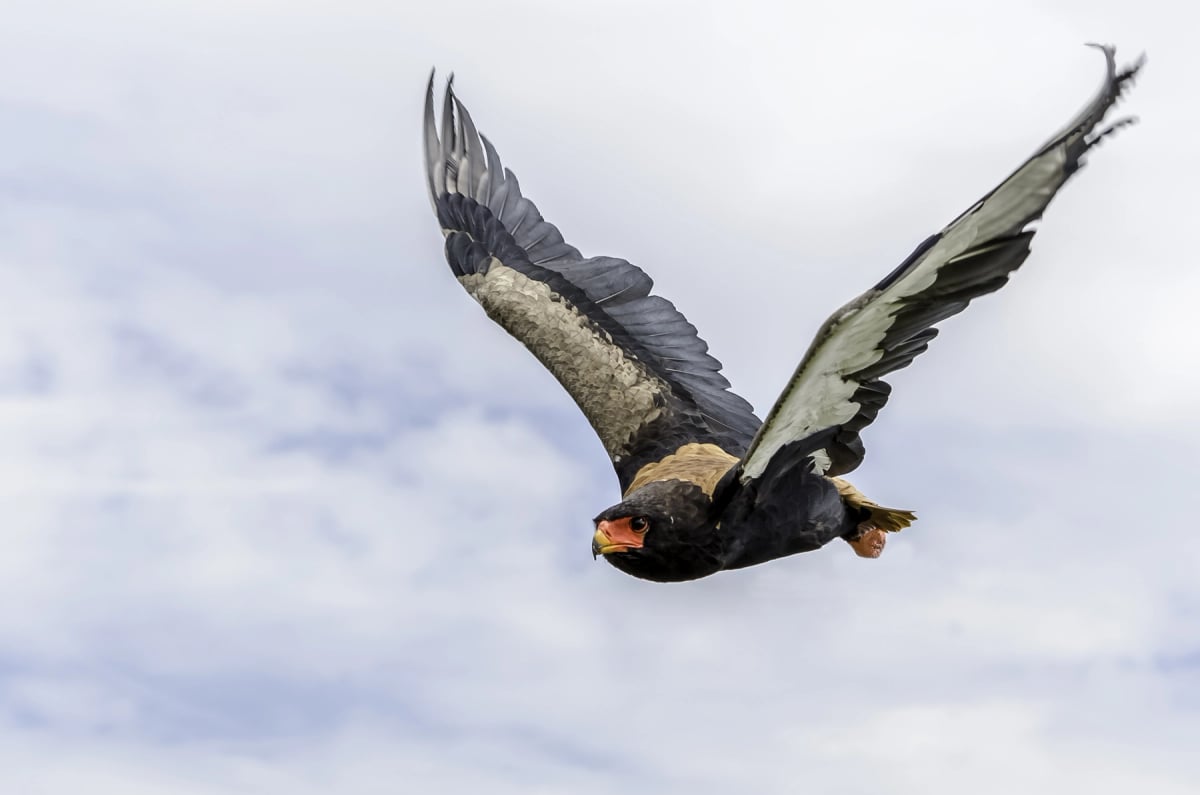 Bateleur en la naturaleza