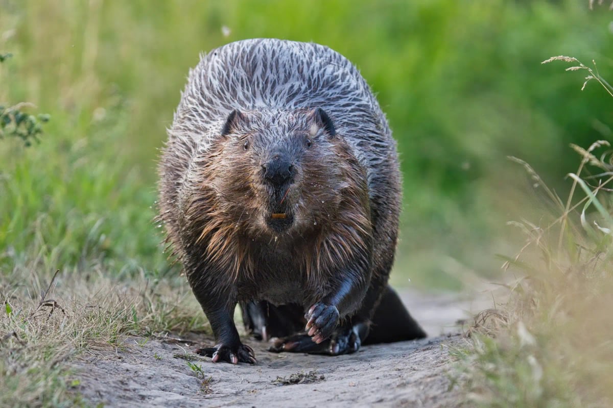 Photo by Tony LePrieur on iStock Beaver in the wild