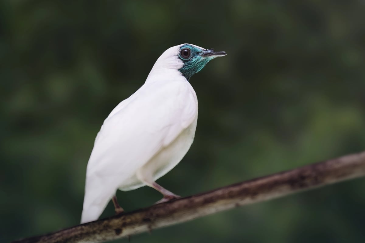 Pájaro Campana