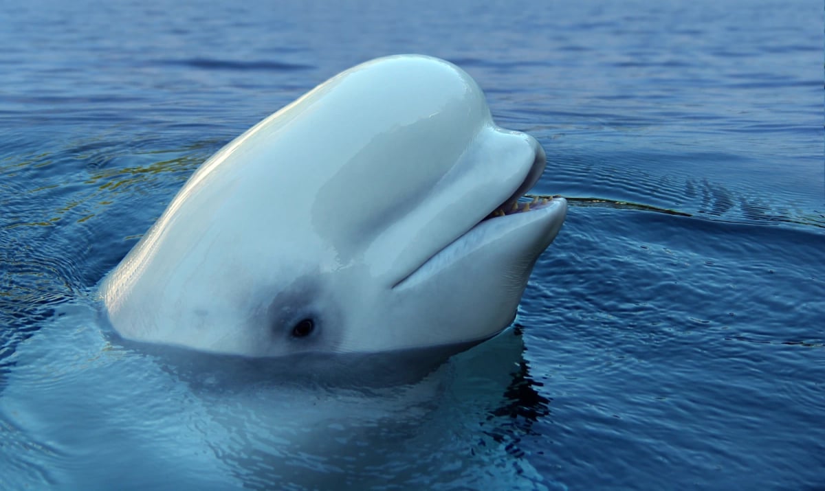 Photo by alazor on iStock Ballena beluga en la naturaleza