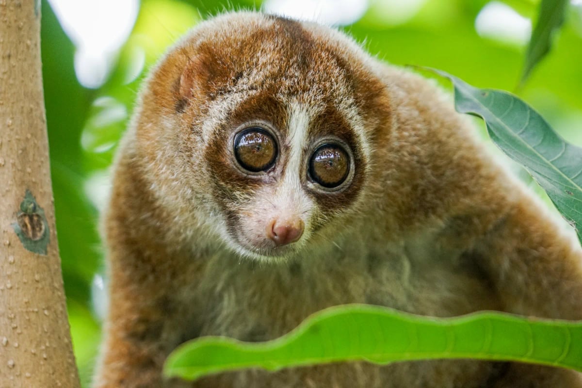 Photo by EyeEm Mobile GmbH on iStock Lori lento bengalí en la naturaleza