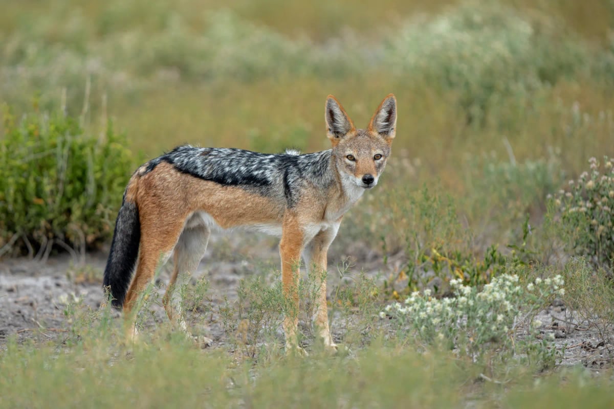 Photo by Henk Bogaard on iStock Chacal de dorso negro en la naturaleza