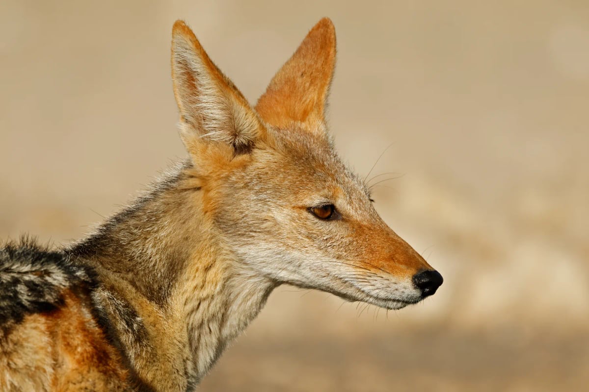 Chacal de dorso negro en la naturaleza