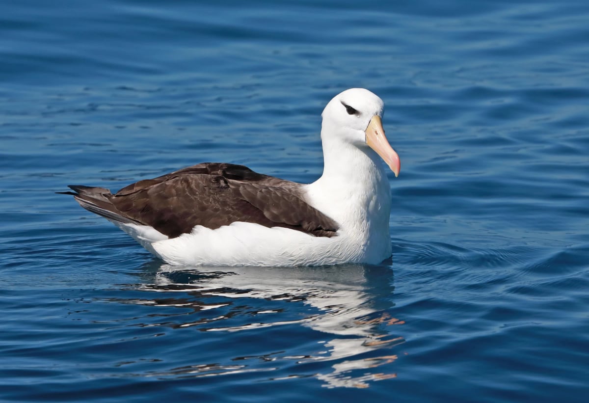 Photo by neil bowman on iStock Albatros de Ceja Negra en la naturaleza