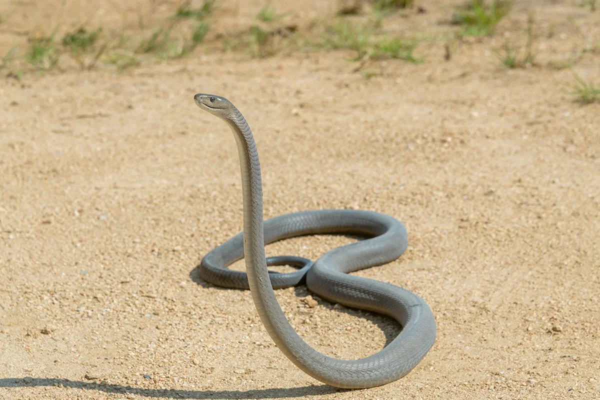 Photo by Craig Cordier on iStock Mamba Negra en la naturaleza