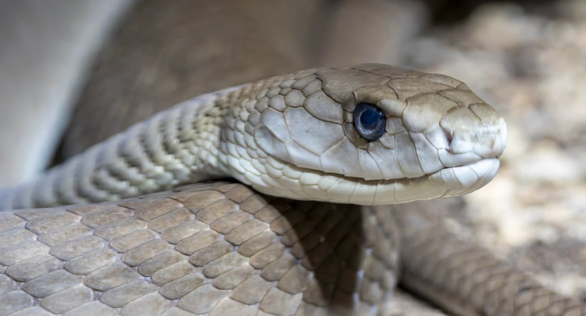 Mamba Negra en la naturaleza