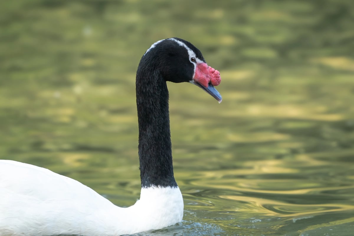 Cisne de cuello negro