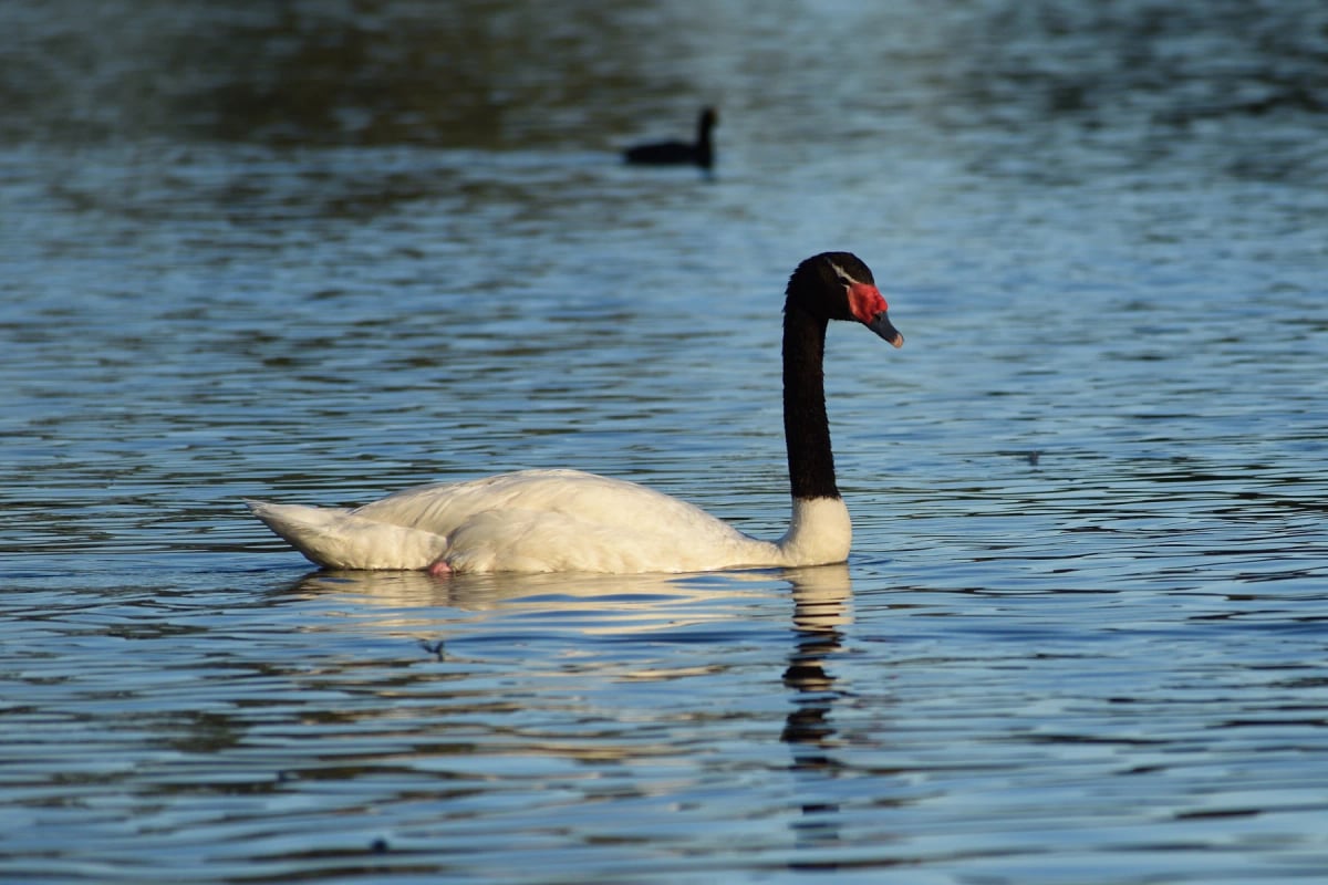 Photo by Christian Peters on iStock Black necked Swan in the wild