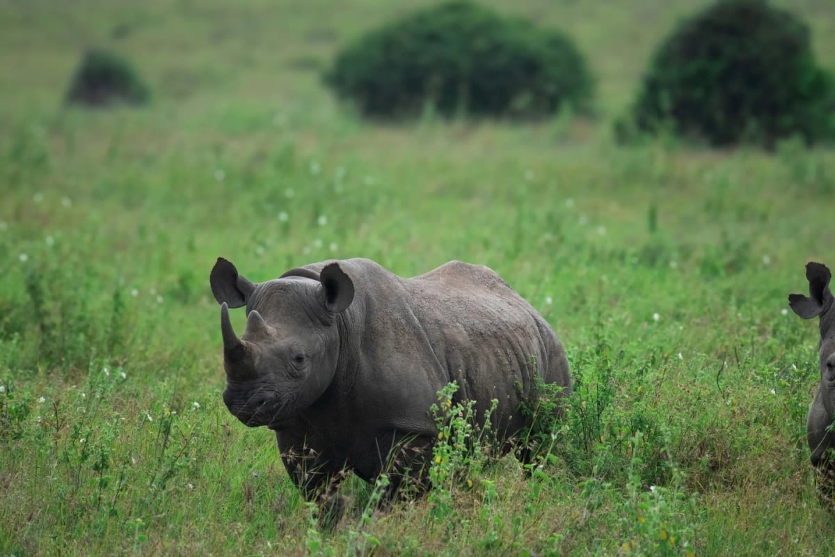 Photo by Mwandwe Chileshe on Unsplash Rinoceronte negro en la naturaleza