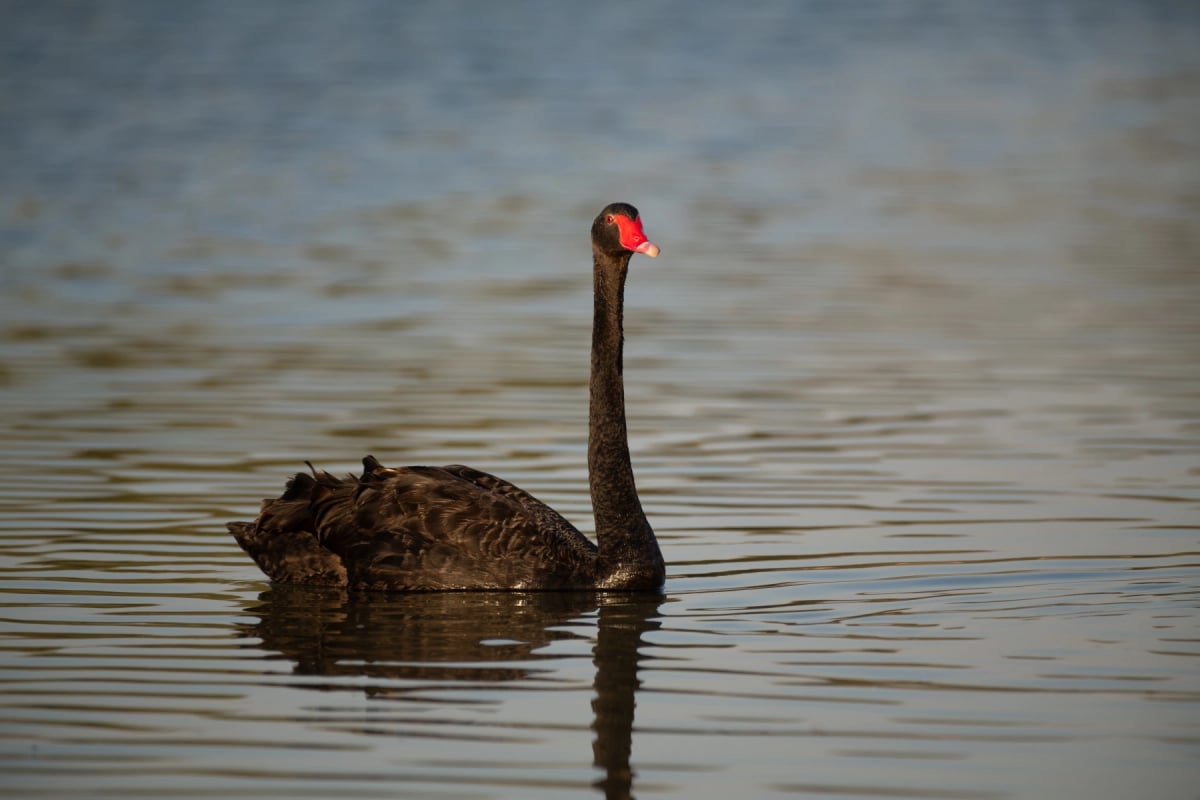 Cisne Negro