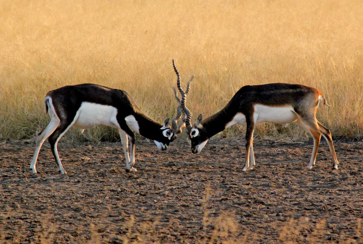 Photo by jbhavya on iStock Antílope negro en la naturaleza