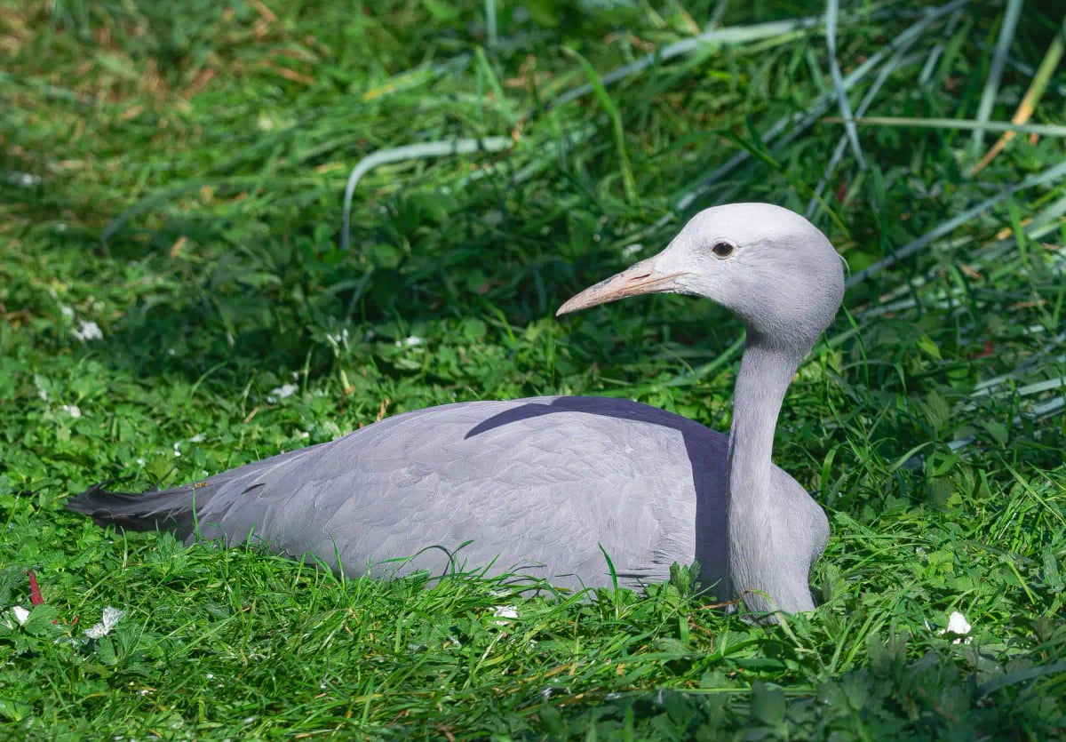 Photo by Martin Leber on iStock Grulla Azul en la naturaleza