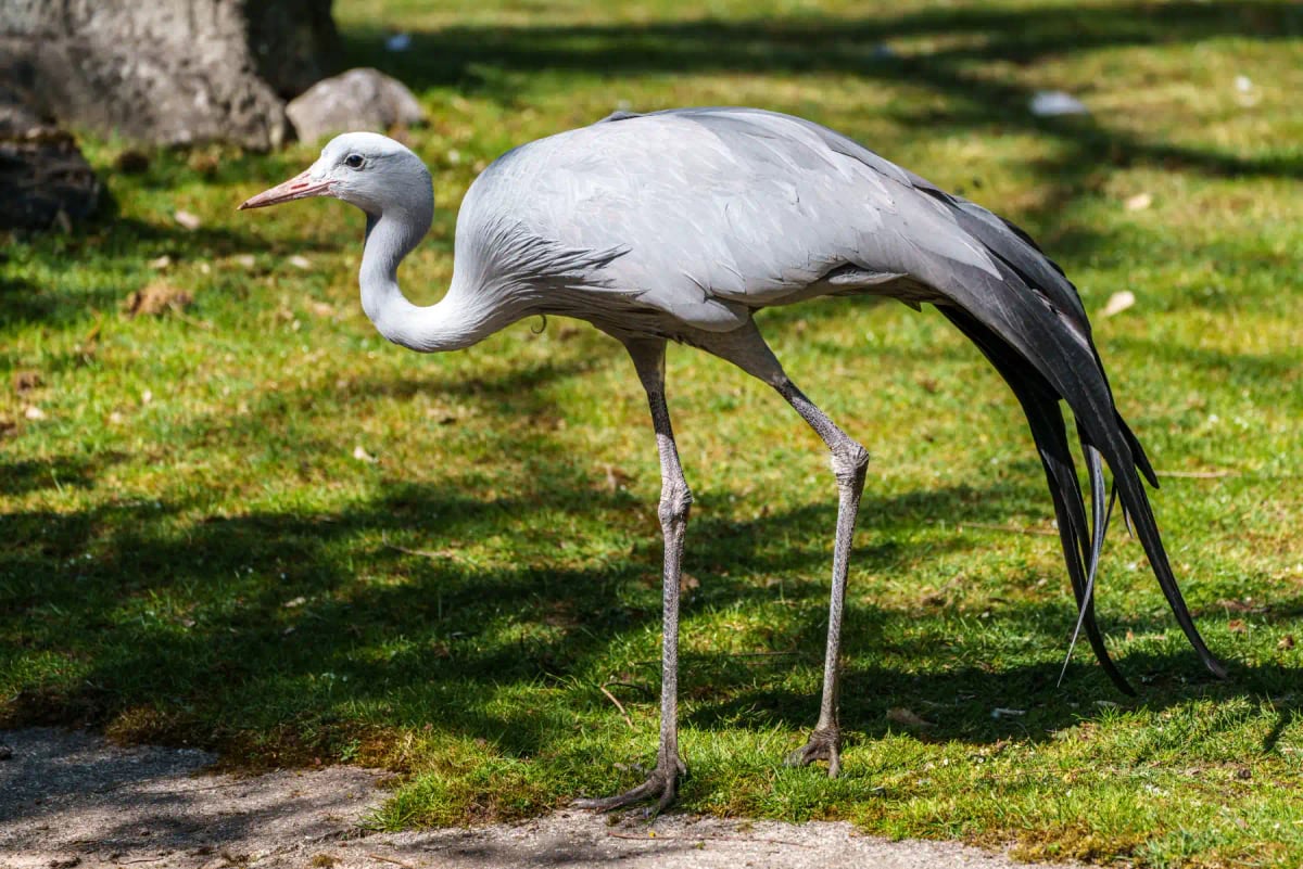 Grulla Azul en la naturaleza