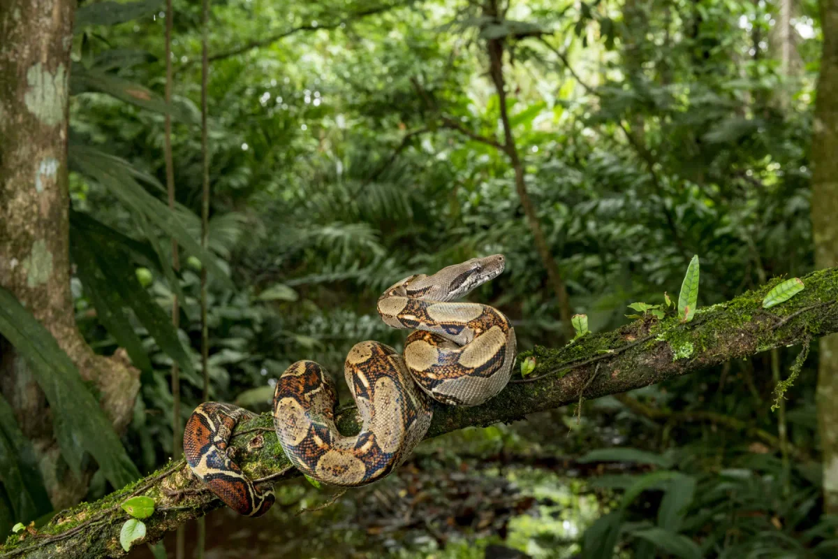 Photo by NTCo on iStock Boa constrictora en la naturaleza