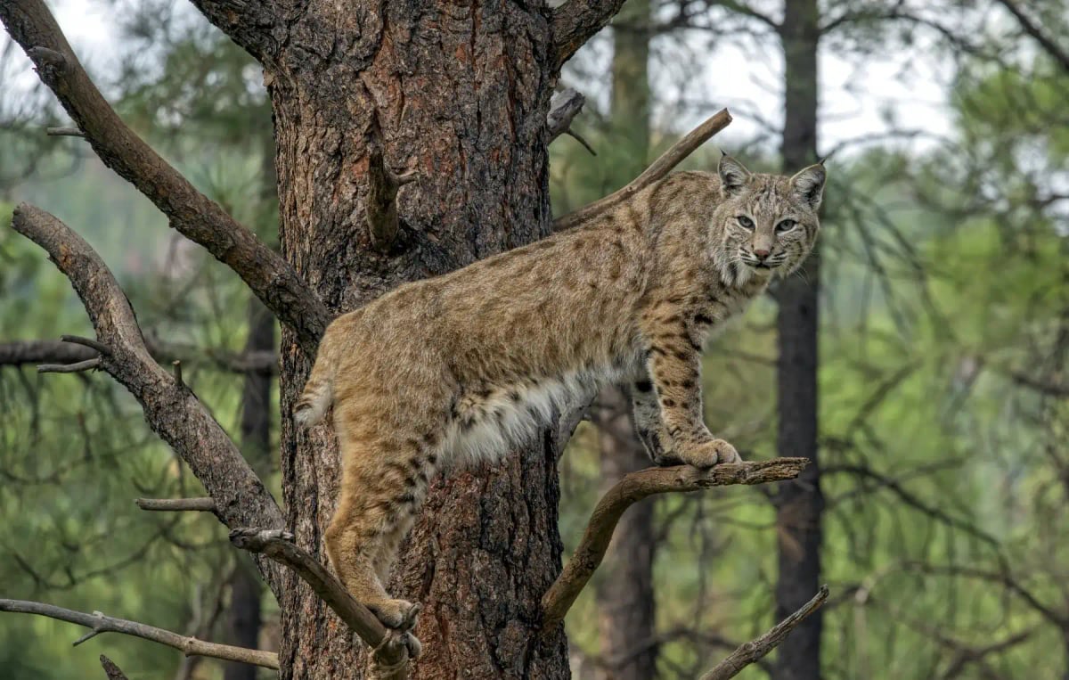 Photo by Wirestock on iStock Lince rojo en la naturaleza