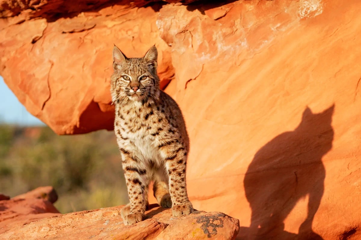 Lince rojo en la naturaleza