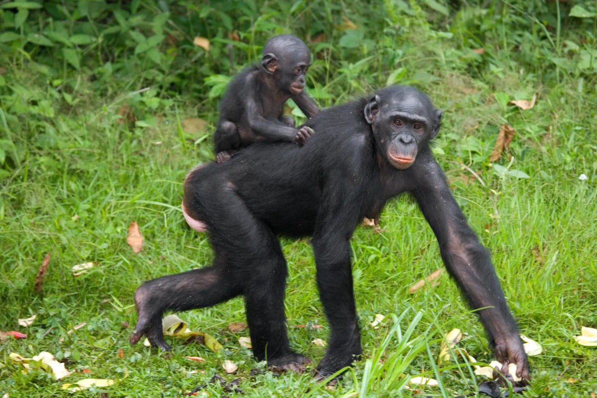 Bonobo