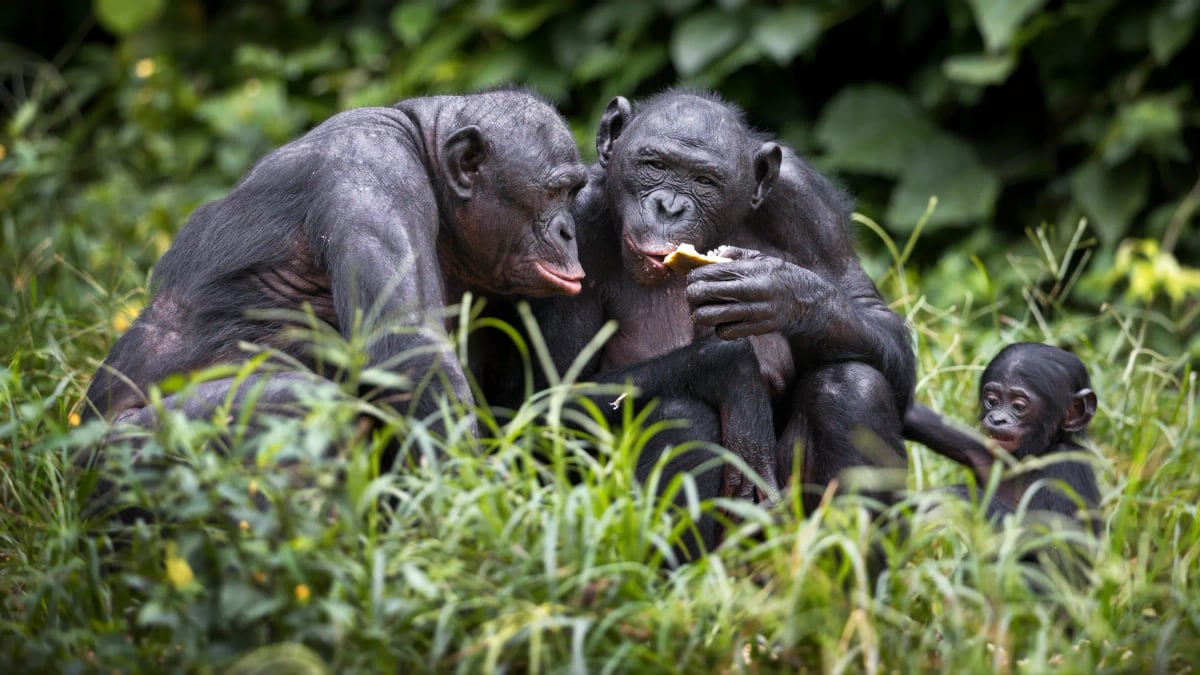 Photo by Wirestock on iStock Bonobo en la naturaleza