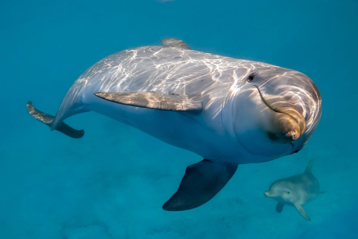 Photo by Nicolas Sanchez-Biezma on iStock Delfín nariz de botella en la naturaleza