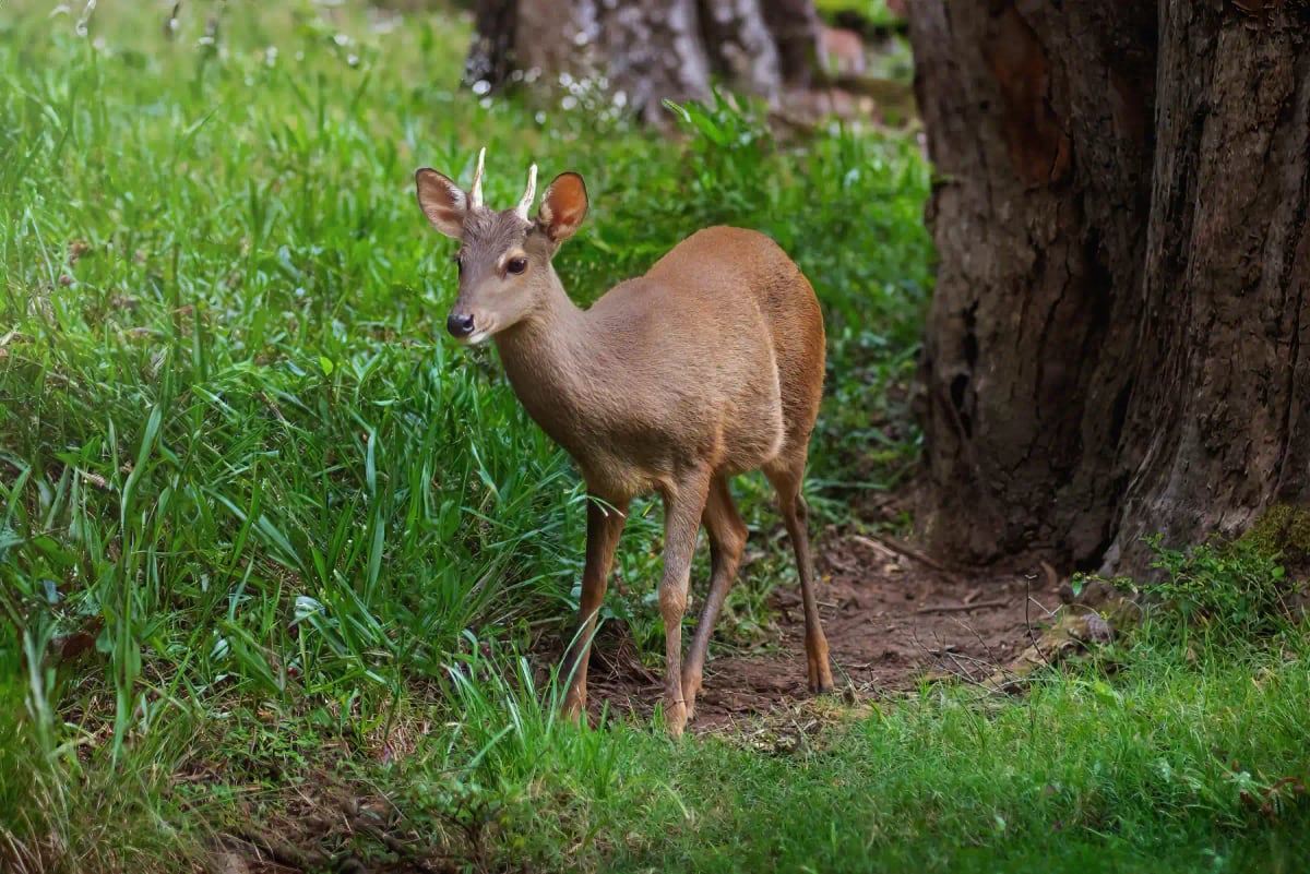 Photo by diegograndi on iStock Corzo en la naturaleza