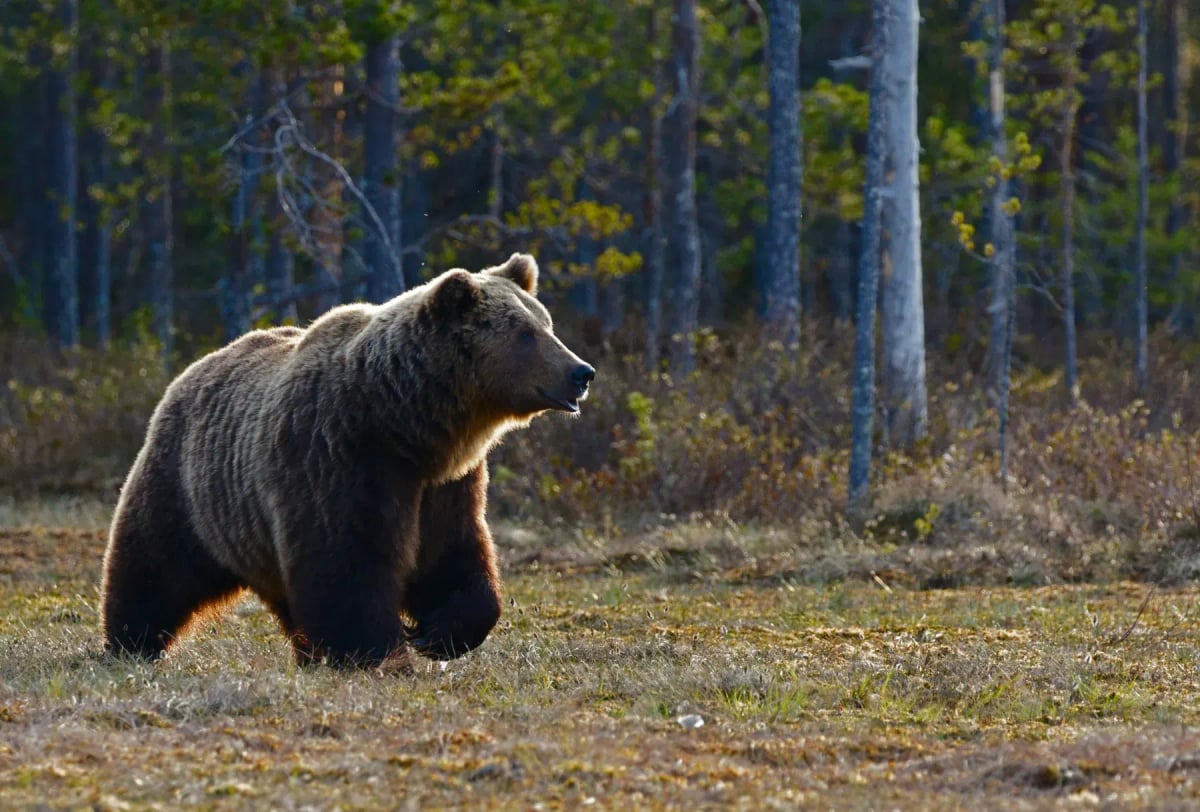 Oso pardo en la naturaleza