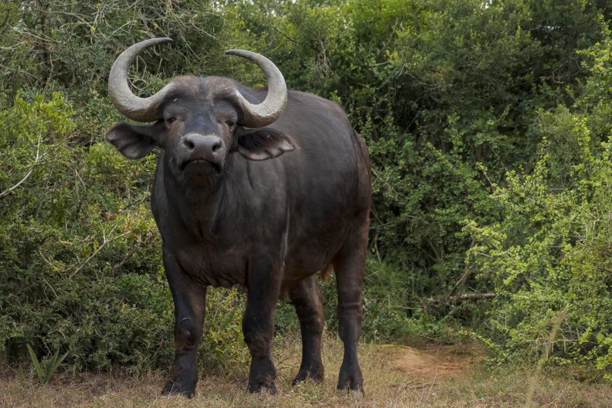 Búfalo africano en la naturaleza