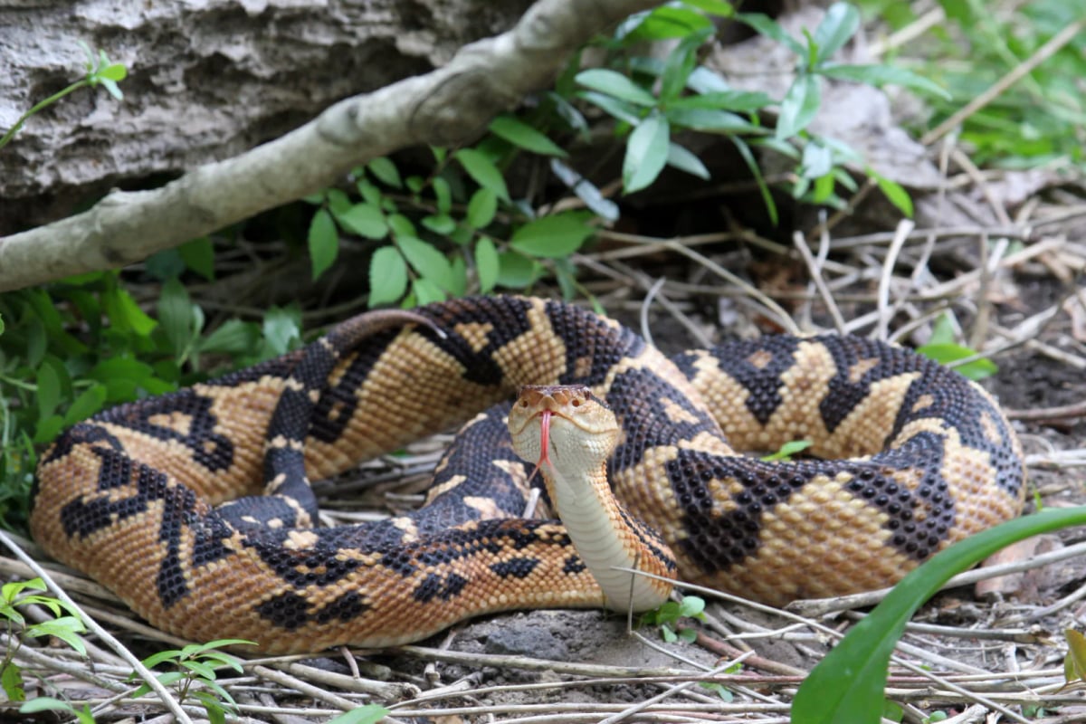 Bushmaster