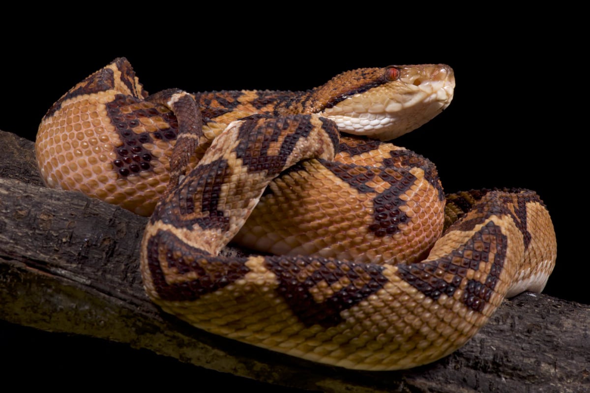 Photo by reptiles4all on iStock Bushmaster in the wild