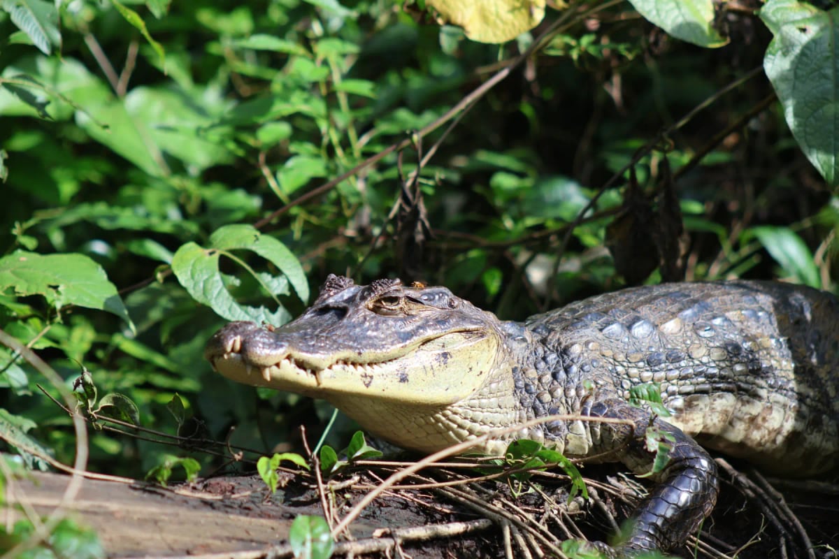 Photo by Francis de Vent on iStock Caiman in the wild