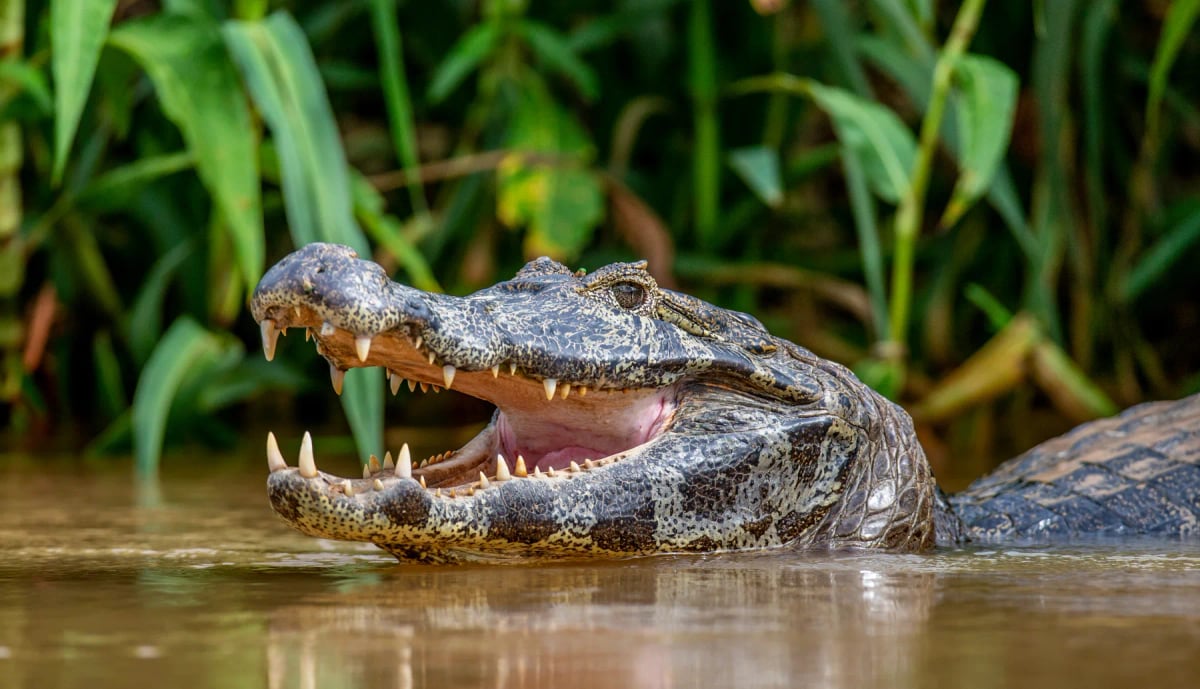 Caiman in the wild